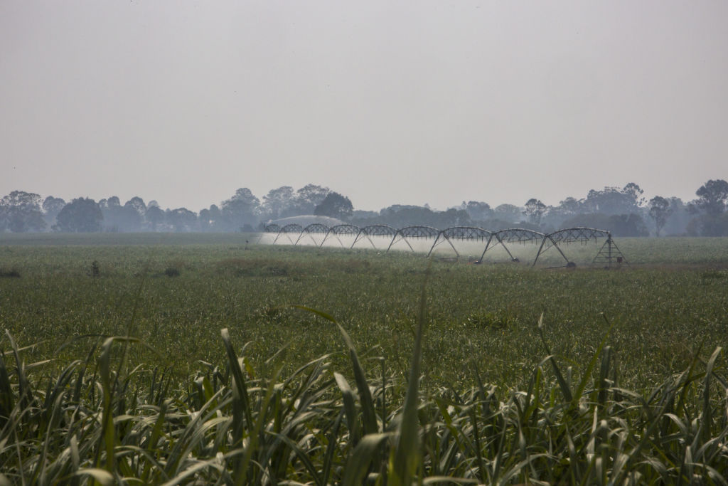 Irrigation arms spray a growing crop of cane, in the middle of the day.  Photo: Tammy Law