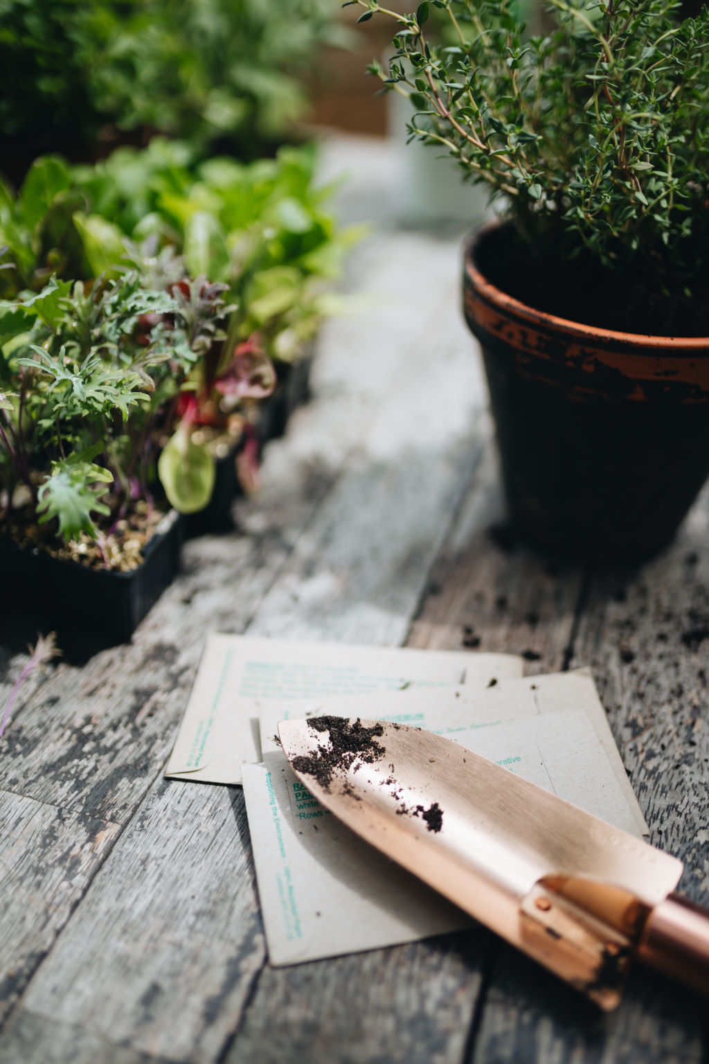 Pots or raised beds are best for planting your cloves as they generally offer better drainage.  Photo: Alex Carlyle