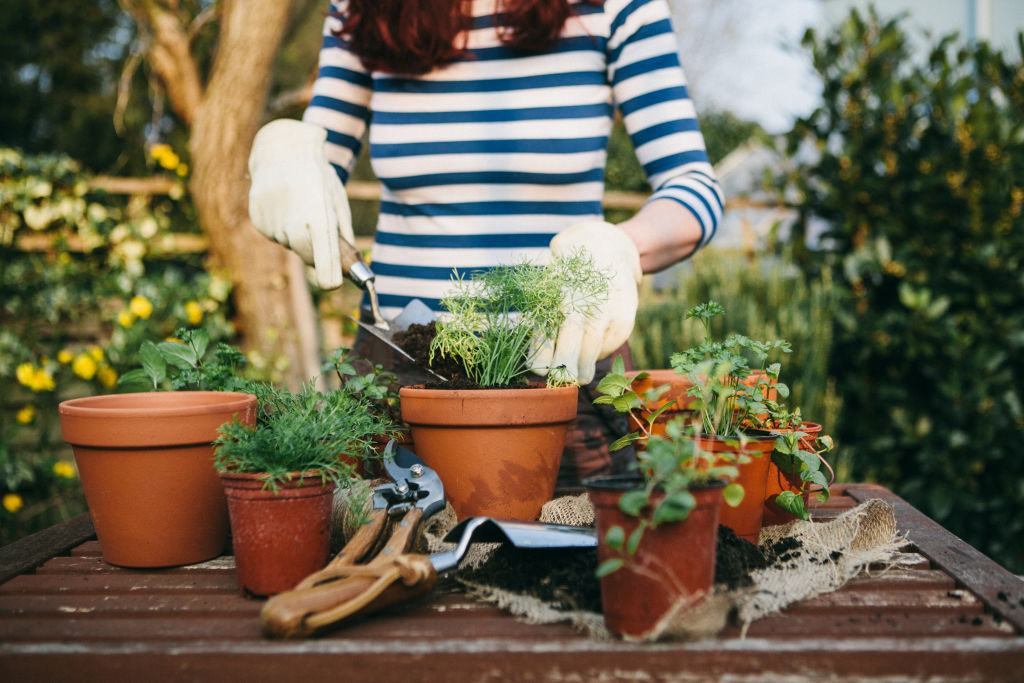 'A source of solace': Why growing your own food should be an essential life skill