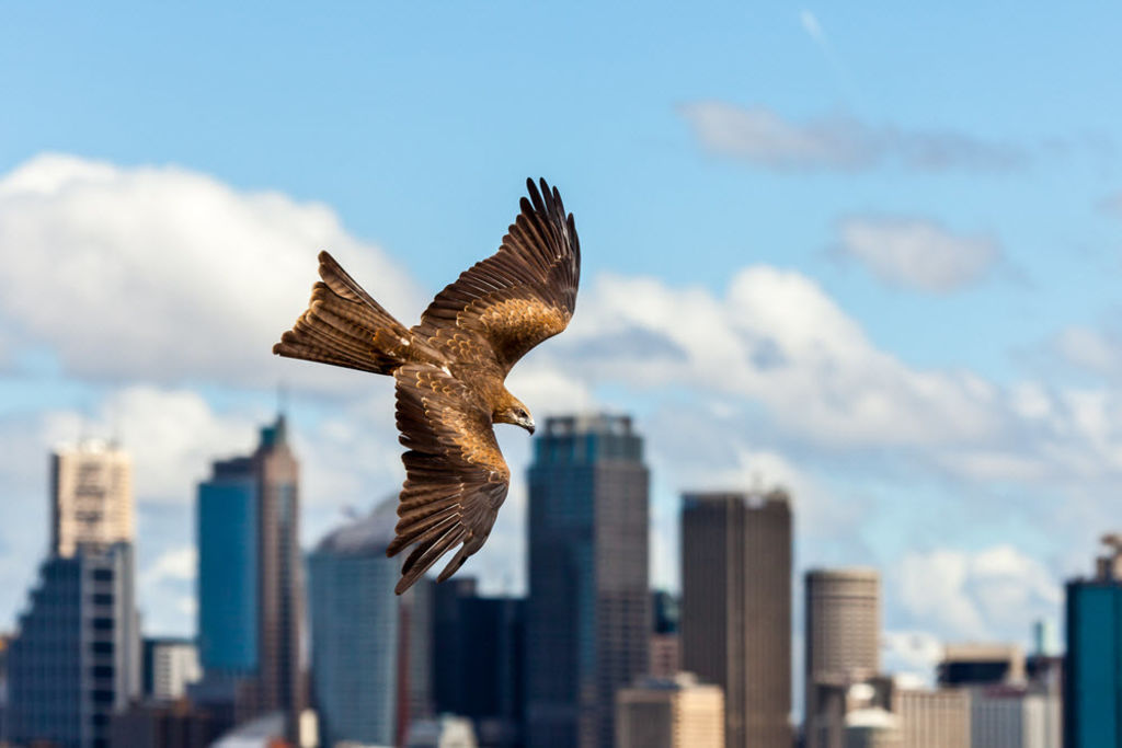 How we can stop skyscrapers killing so many birds