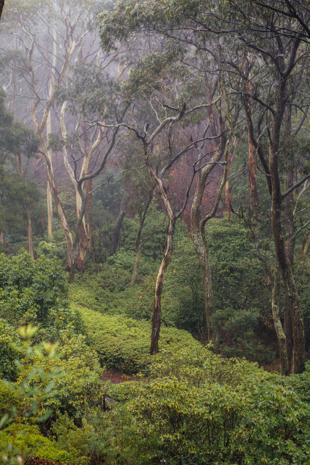 Leura has many luscious walking tracks to enjoy. Photo: Helena Dolby