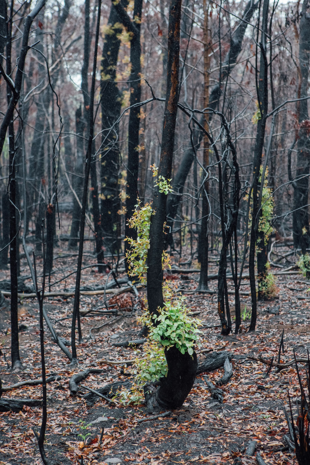 Regrowth on bushfire-burnt trees in Mount Wilson. Photo: Helena Dolby