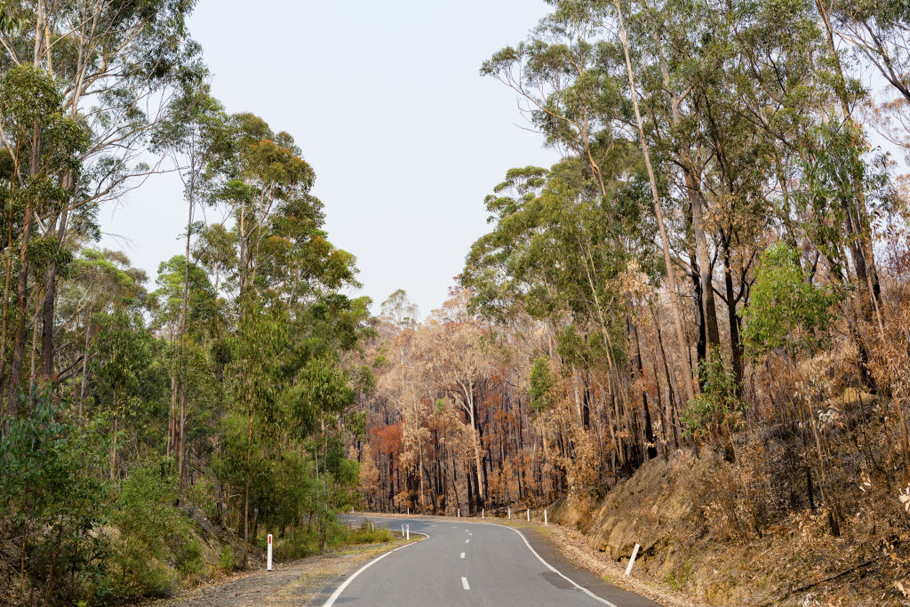 Bonang Road, Orbost, after bushfire moved through the area. Photo: Greg Briggs