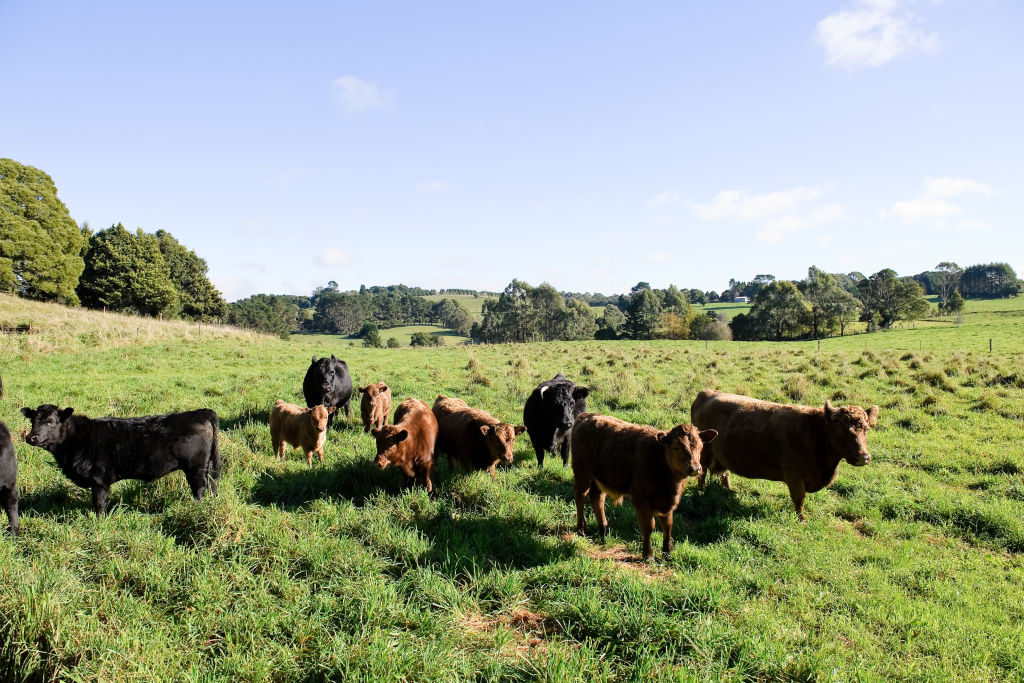 Robertson is perfect for nature-lovers. Photo: James Horan / Destination NSW