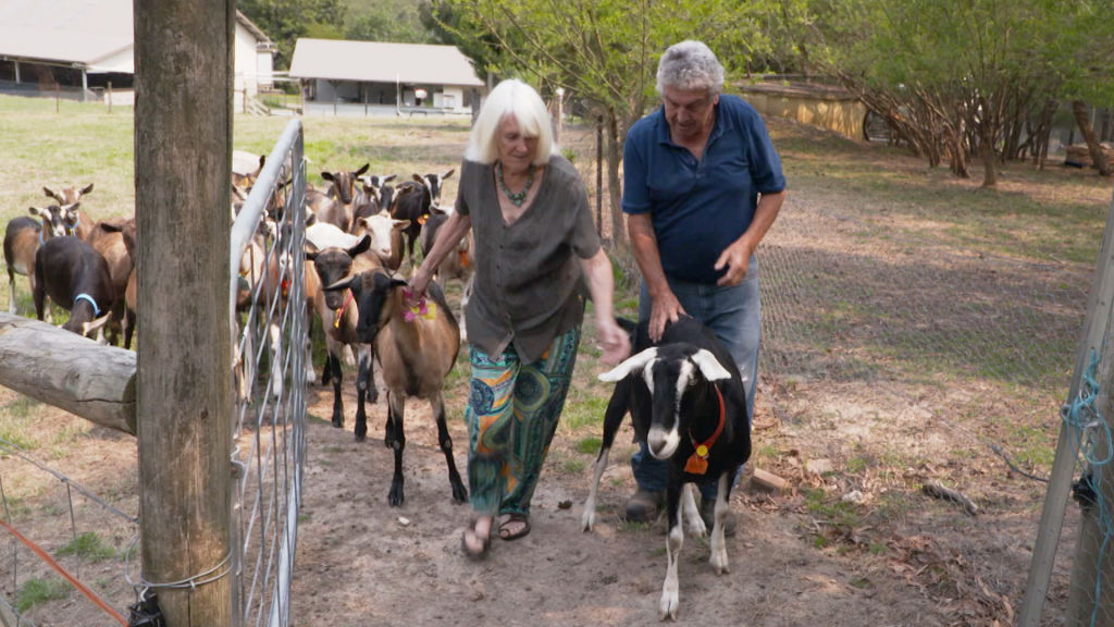 Edd and Amanda Williams with their goats. Photo: Your Domain