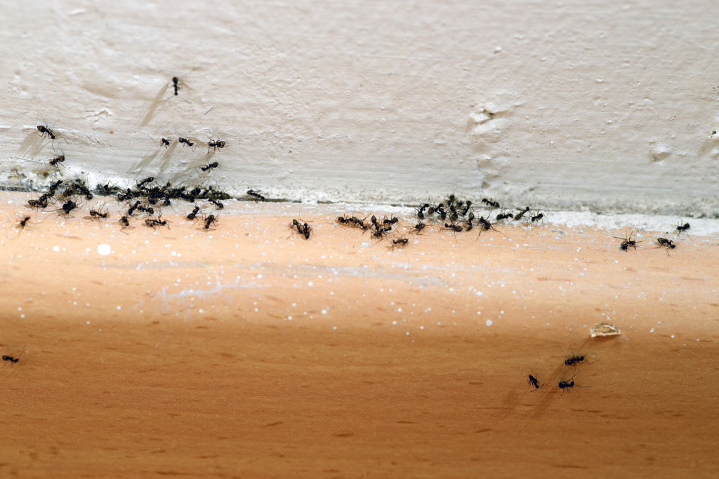 It's best to treat pests before their numbers get out of control. Photo: iStock