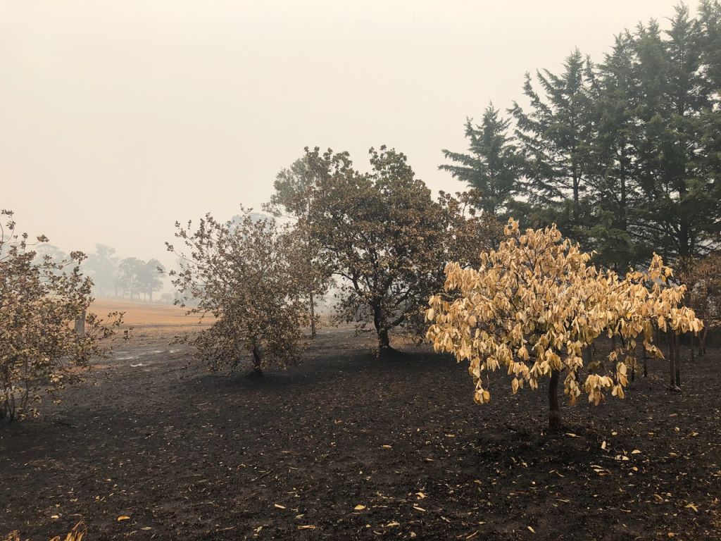 The farm after the fires. Photo: Kylie Miller