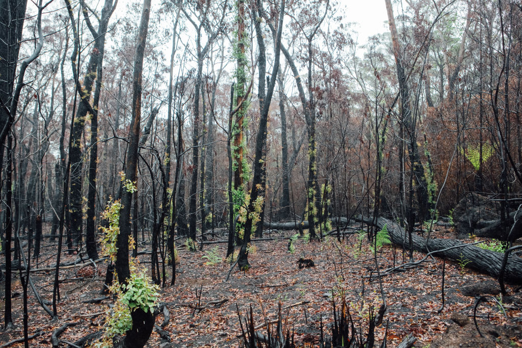 Bushfires tore through the Blue Mountains, NSW, in 2019-2020. Photo: Helena Dolby