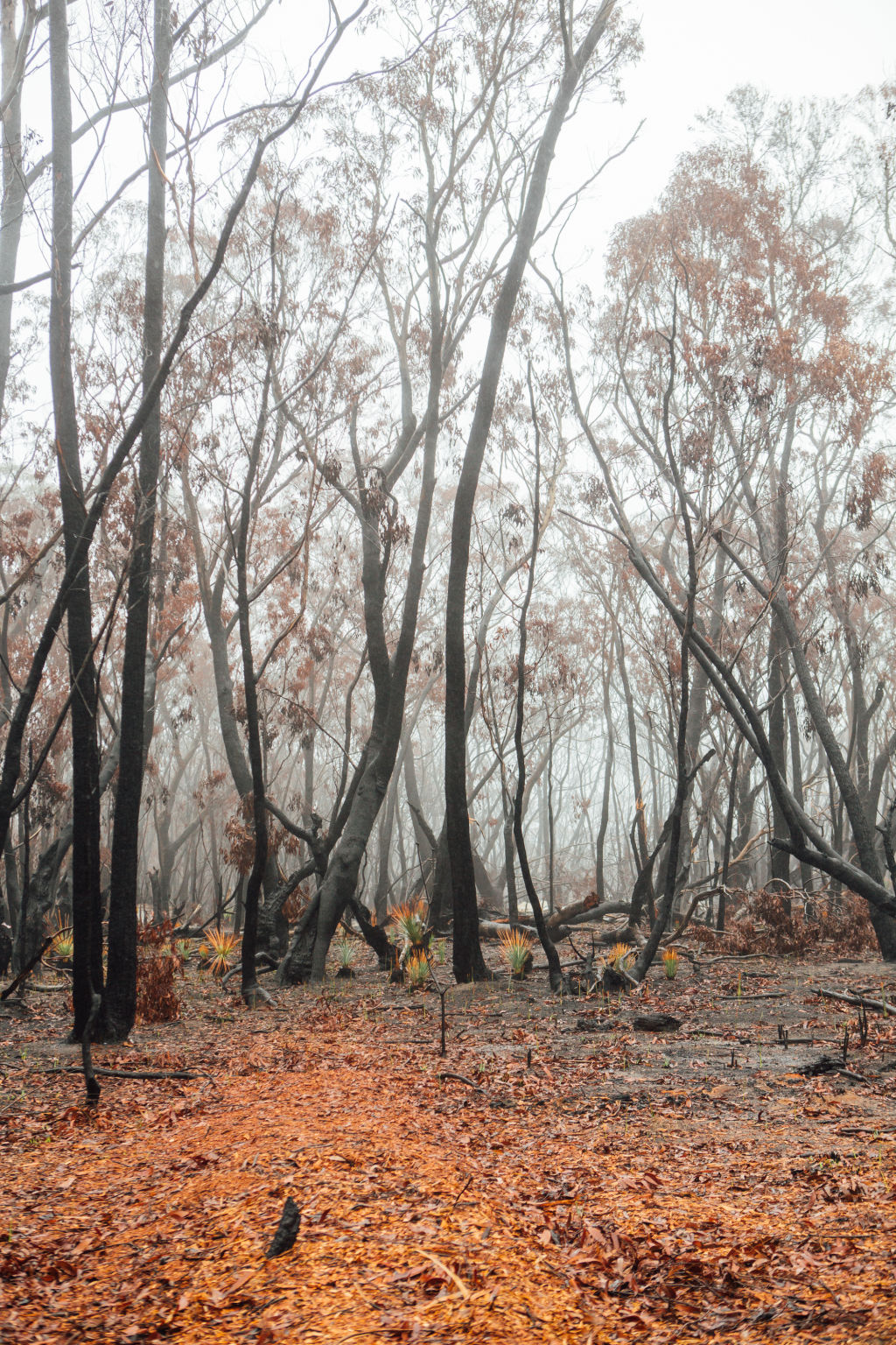 The bushfires burned through much of Victoria and NSW including the Blue Mountains, pictured. Photo: Helena Dolby
