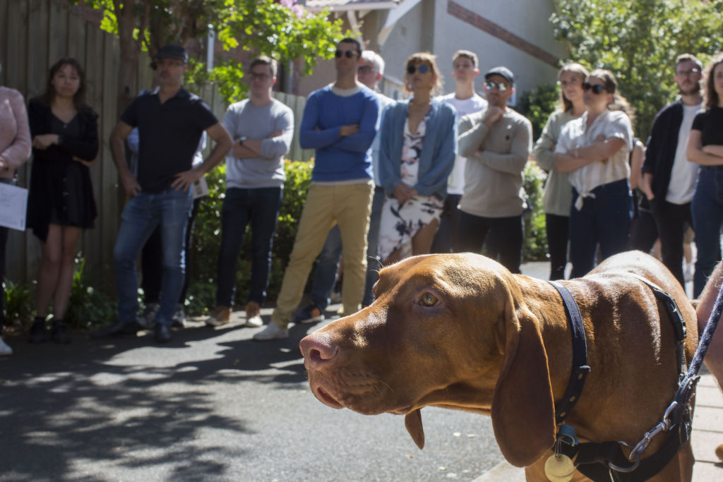 Astro watches on during an emotionally charged auction. Photo: Stephen McKenzie