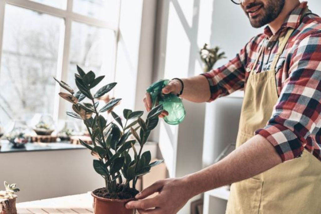 Mist your indoor plants’ leaves with a water spray bottle. Photo: iStock