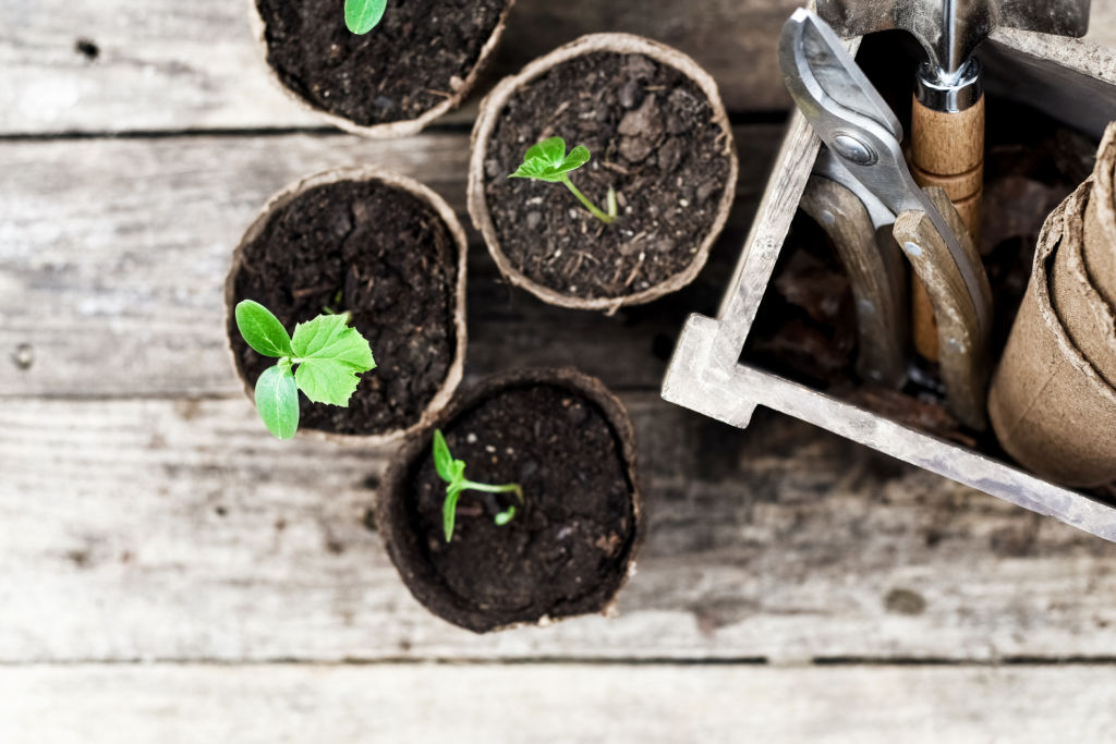 Buy your seeds and seedlings at local nurseries or check out online suppliers, too. Photo: iStock.