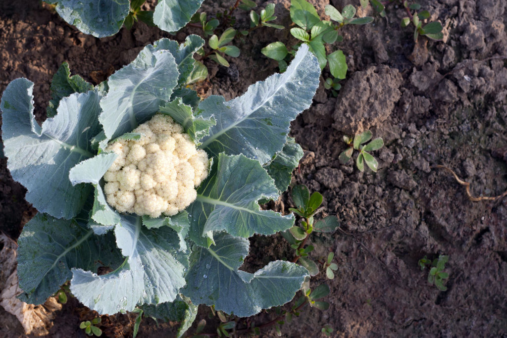 In autumn, I’ll plant my winter crop, like garlic cloves, cauliflower and peas. Photo: iStock