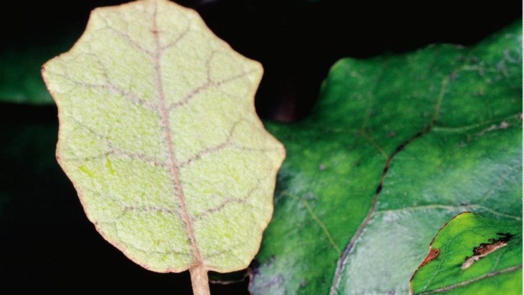 Rangiora (Brachyglottis repanda) is often called the 'bushman's friend' due to its usefulness as toilet paper and also for its antiseptic qualities. Photo: Stuff