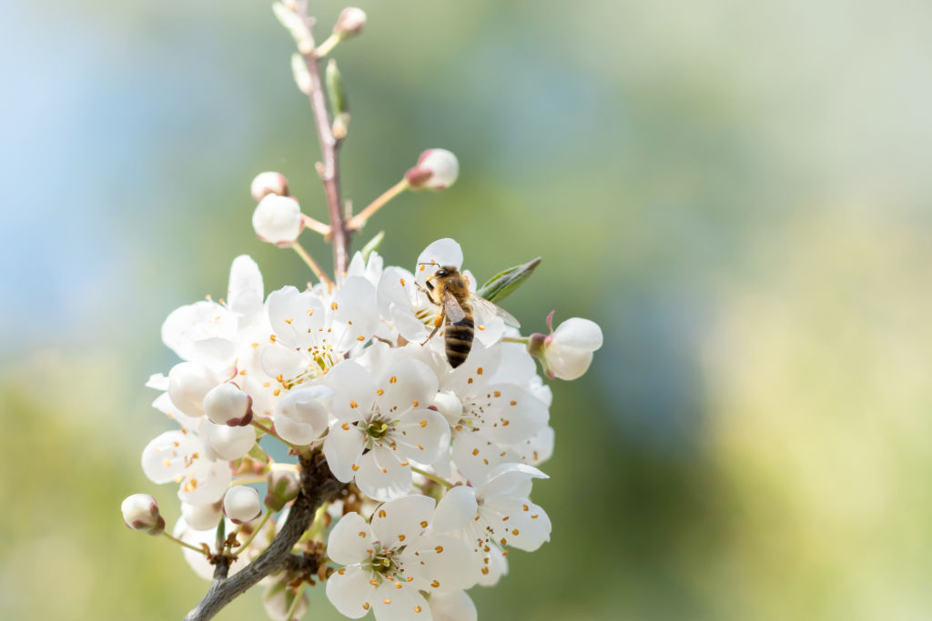 Bess help pollinate food and keep predators at bay. Photo: Getty