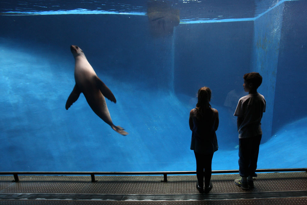 Melbourne Zoo will cap visitors to 2000 per day. Photo: Paul Philipson