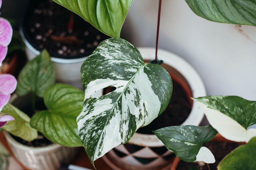 Moody's rarest purchase – a variegated Monstera Borsigiana. Photo: Vaida Savickaite