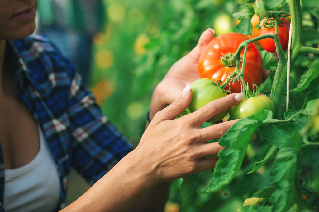 Tomatoes are one of the most popular crops for warm weather.