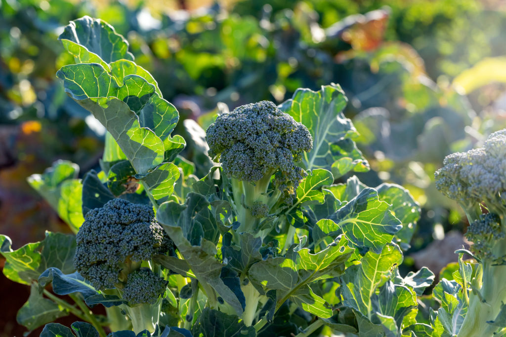 Brassicas such as broccoli, kale and cabbage are ideal cool weather crops. Photo: iStock