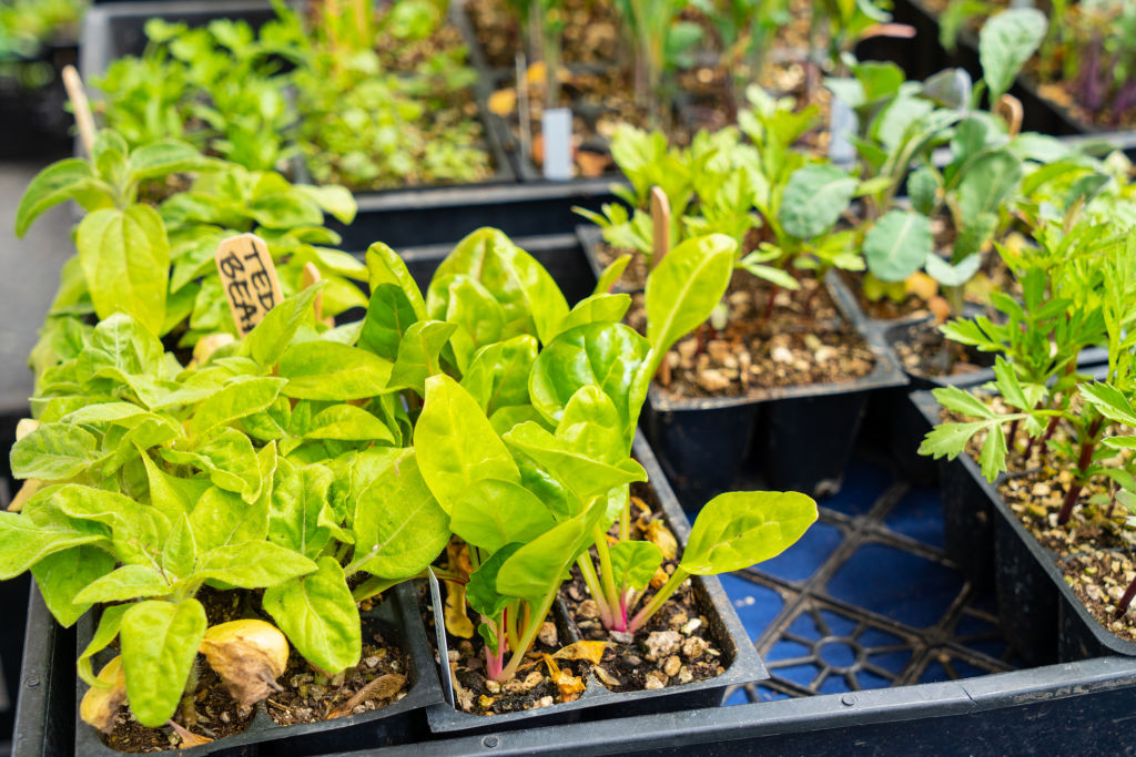 Seedlings are selling fast as many people look to start vegetable gardens while stuck at home. Photo: iStock