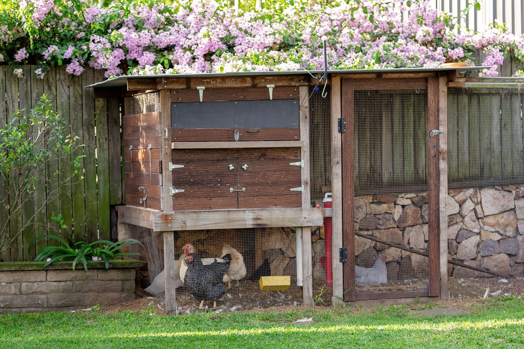 36 Best Images Backyard Chicken Coops Australia / Chicken ...