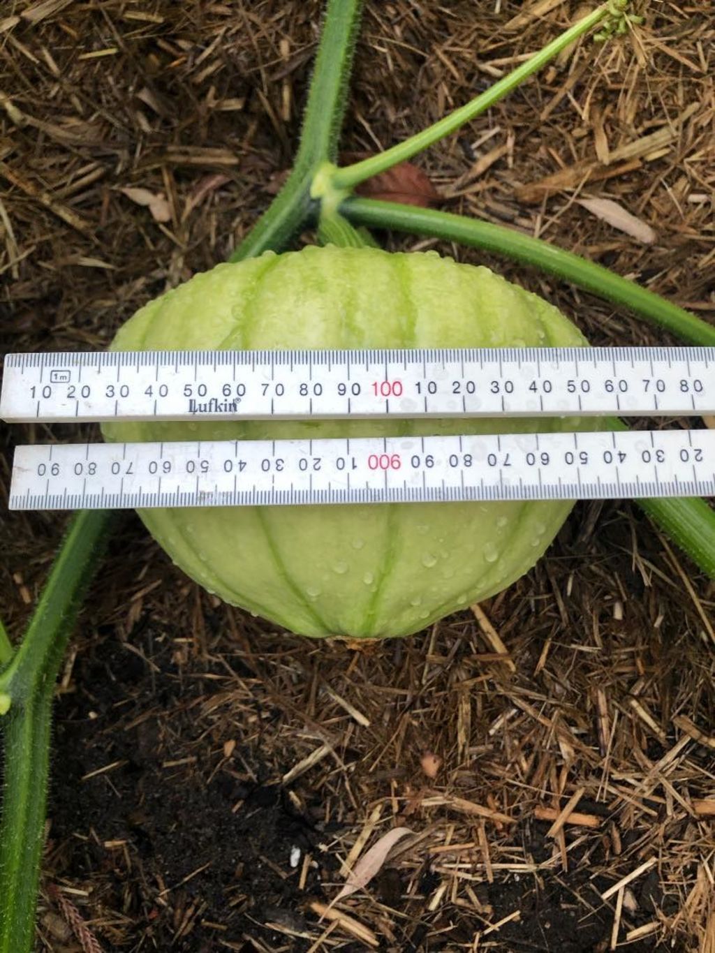 The shared progress shot of Sally’s growing pumpkin. Photo: Supplied