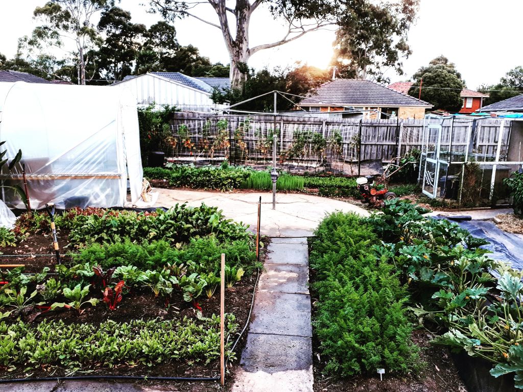 The thriving backyard veggie garden.