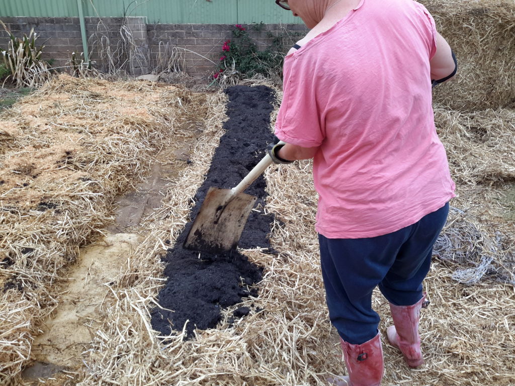 Sue Wetherall is using the hours she’d normally spend commuting to turn her entire front lawn area into a vast edible garden. Photo: Supplied