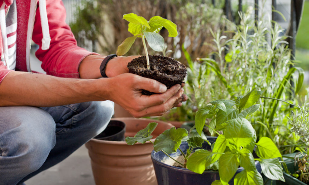 A renter’s guide to growing your own food at home
