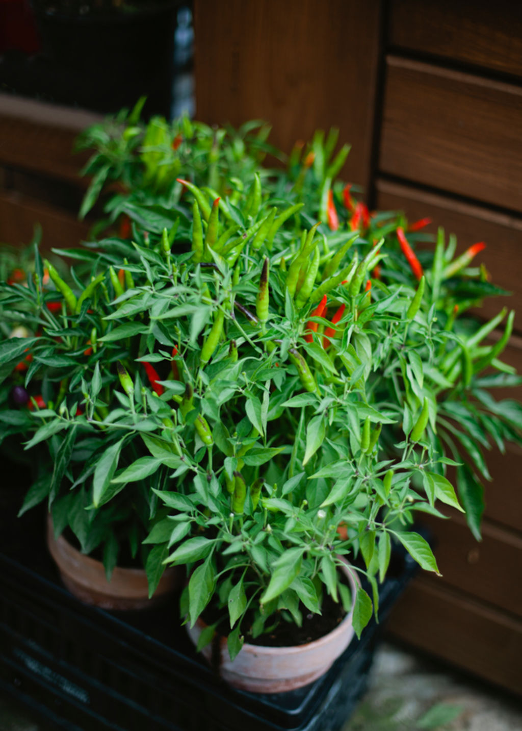Chillies integrate in any part of the garden with ease. Photo: Stocksy