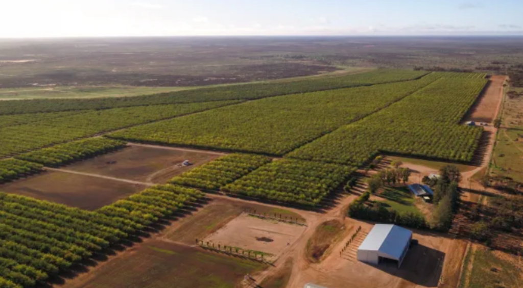 Offshore investors swoop on almond orchards