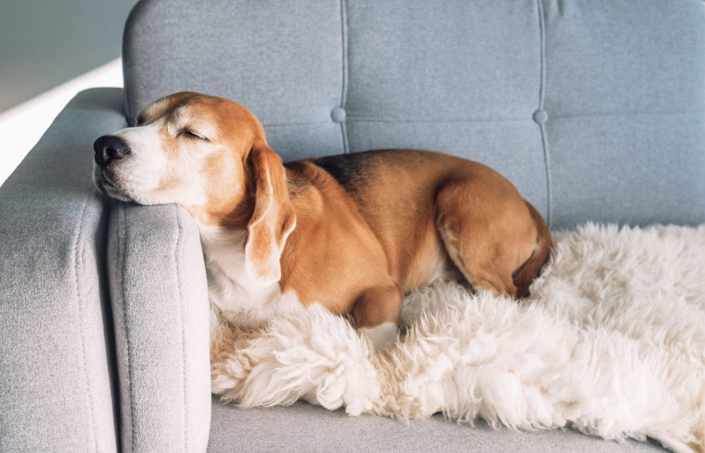 Not all apartments allow pets, so it's worth investigating the rules before purchase. Photo: iStock