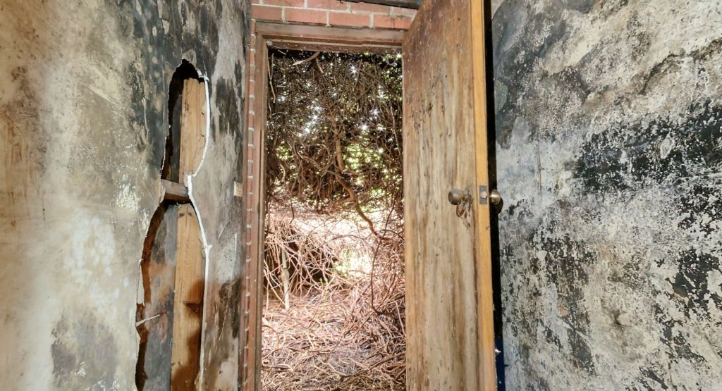 A view from the hallway of the overgrown backyard at 156 Charles Street Abbotsford VIC. Photo: Biggin & Scott Richmond.