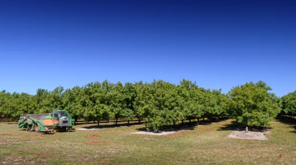 Rural Funds to invest $500m into macadamia orchards