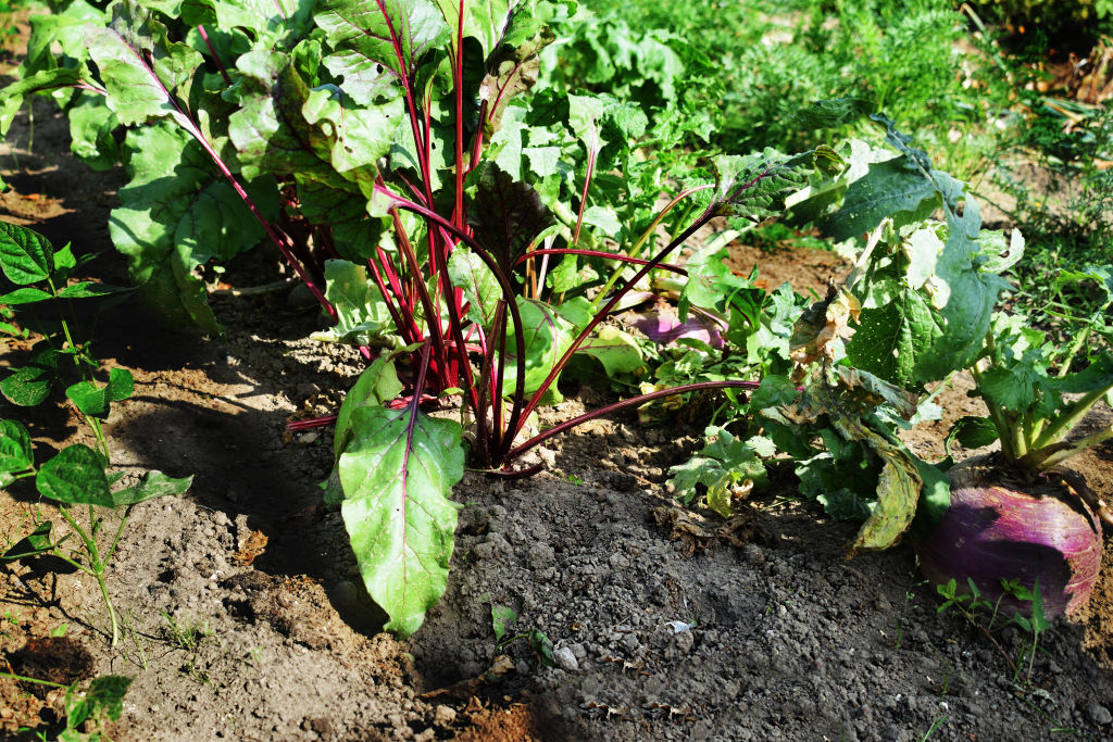 Beetroot and radishes are great veggies to start planting now. Photo: iStock.