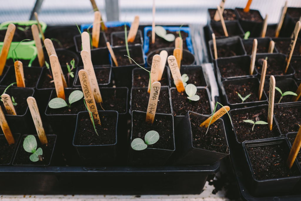 Seeds and seedlings will grow quickly as the soil temperature heats up. Photo: Alex Carlyle