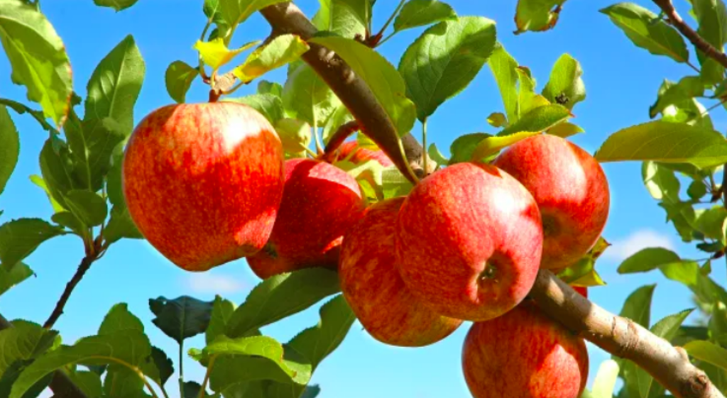 Orange apple orchards hit the market