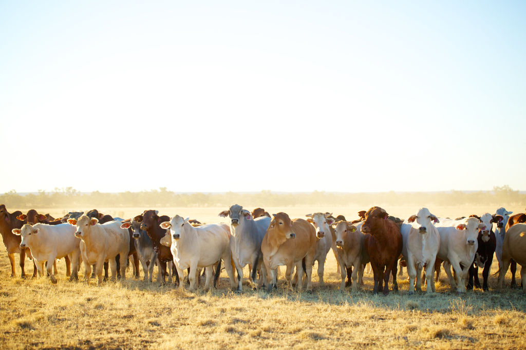 Australian agricultural land still popular with foreign investors