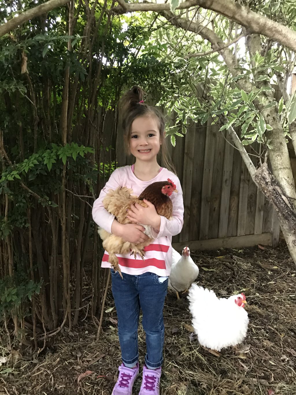 Chloe Hyder, 5, with her chickens Betsy and Sadie at home in Lara, Victoria. Photo: Supplied
