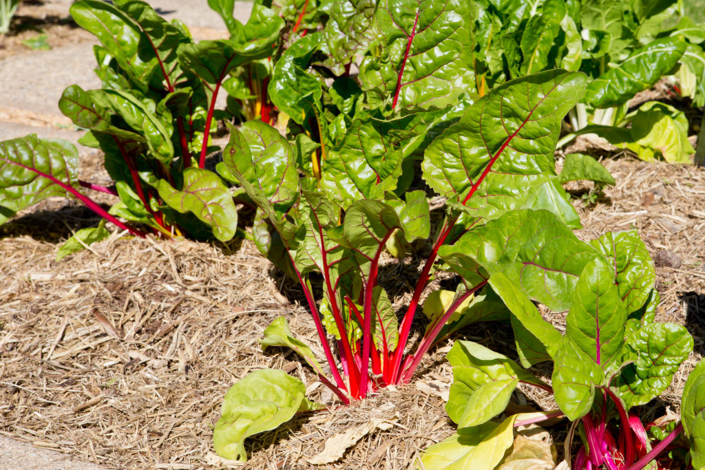 Rainbow chard grows better from seedling. Photo: iStock.
