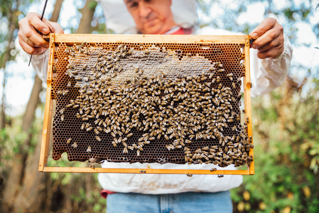Where to learn the art of beekeeping in your state