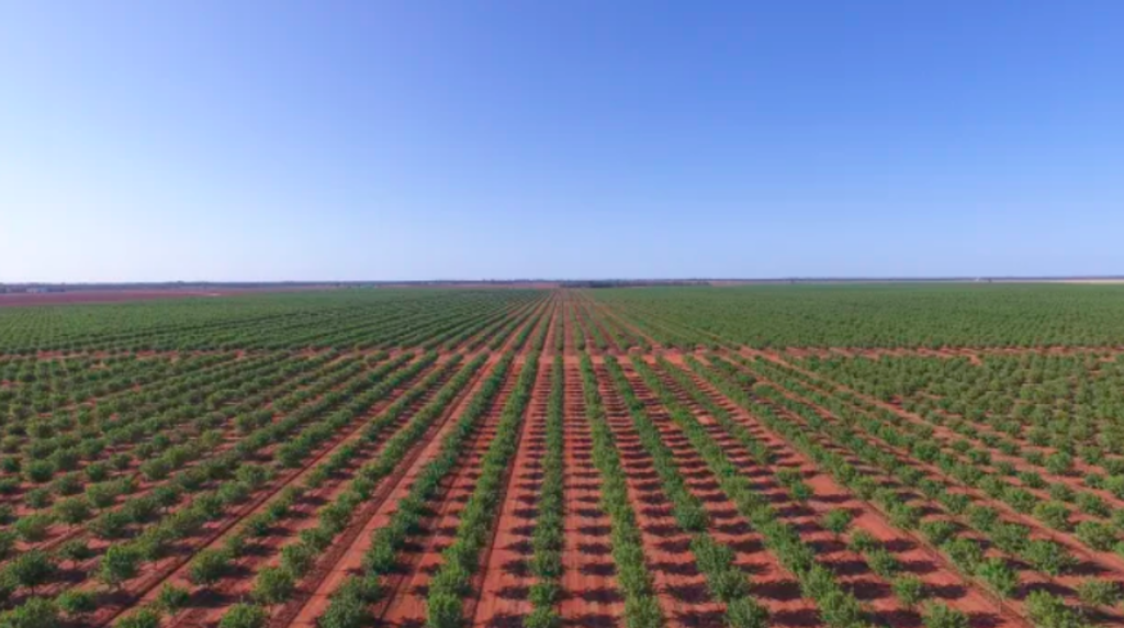 Harvard University to cash out of NSW almonds and cotton farms