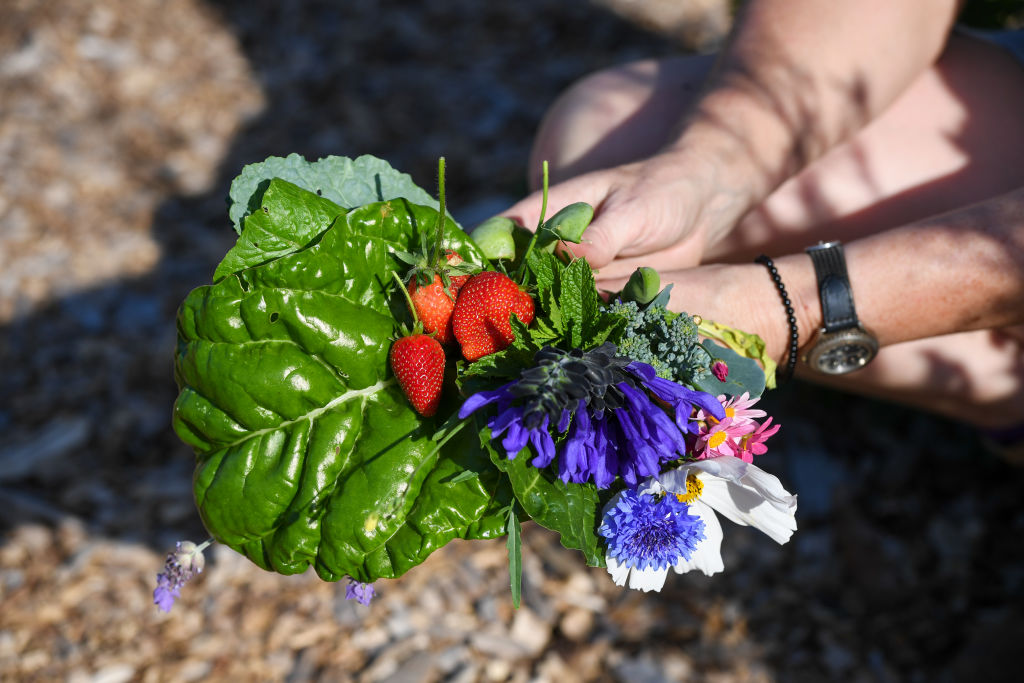 Fresh produce from the Rose Bay Community Garden. Photo: Peter Rae