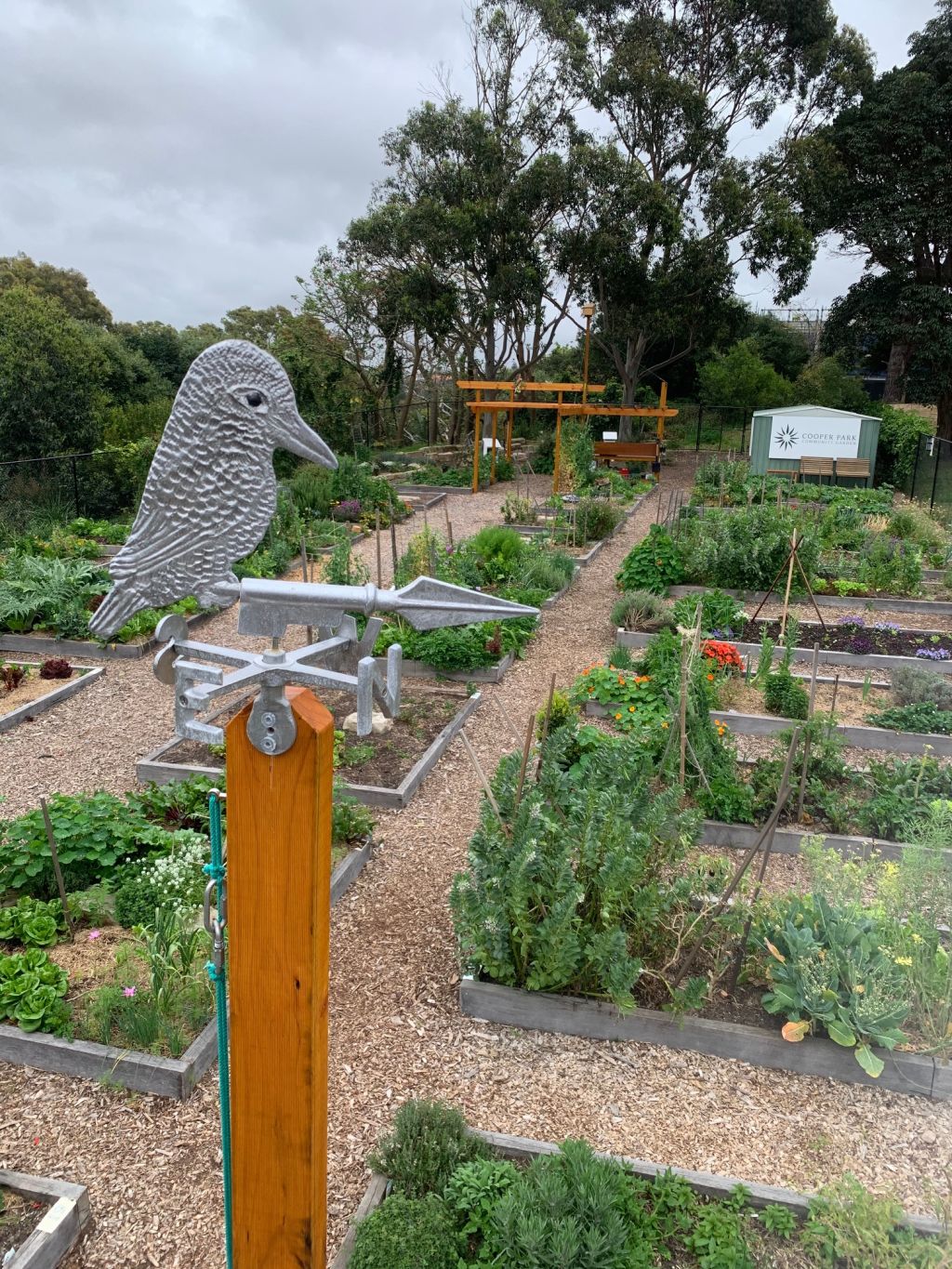 Cooper Park Community Garden in Bellevue Hill rents out private garden plots for $120 a year.