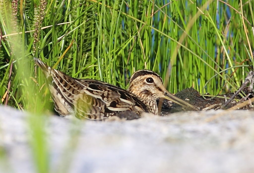 A Latham's Snipe taking a rest in restored wetlands.  Photo: David Hartney