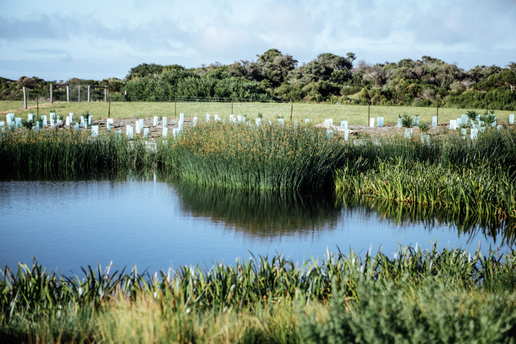 Restored wetlands at The Cape.  Photo: Will Hamilton Coates