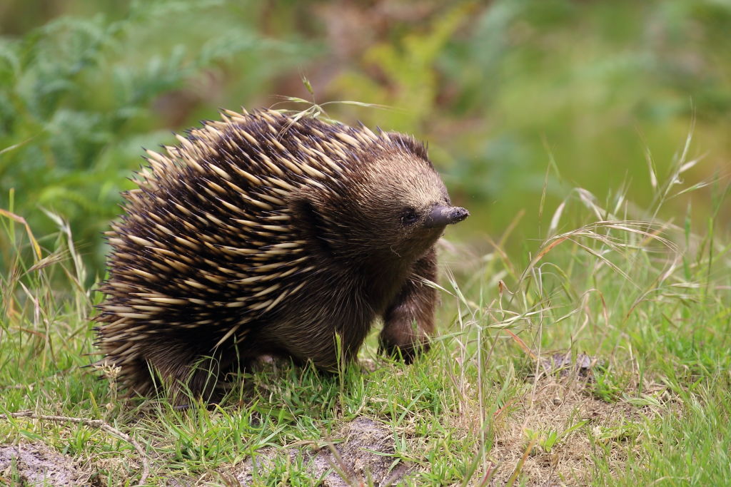 An echidna spotted by David Hartney. Photo: David Hartney