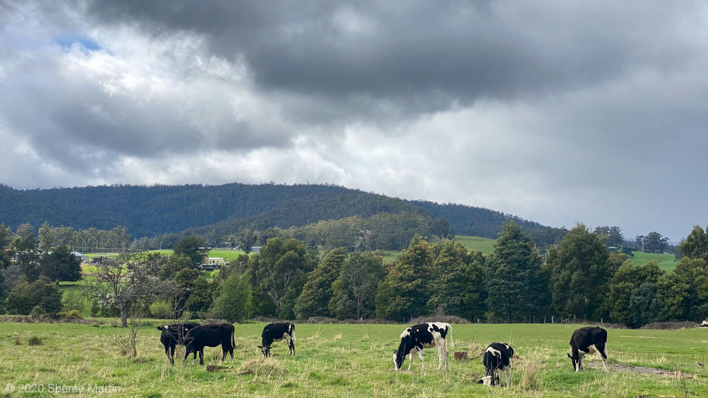 Australian farmland prices soar during COVID-19, report finds
