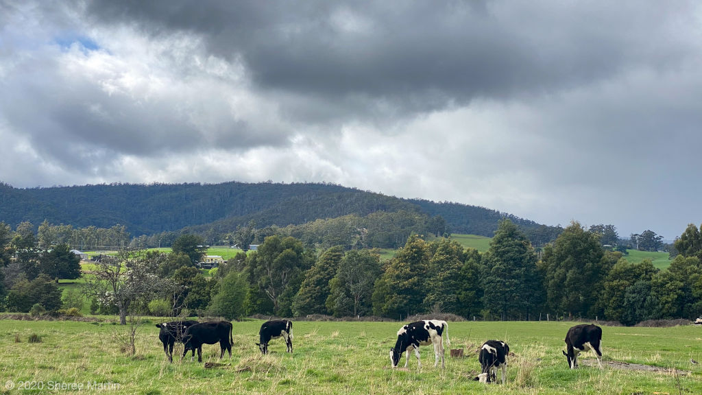 Cygnet cows and countryside. Photo: Sheree Martin