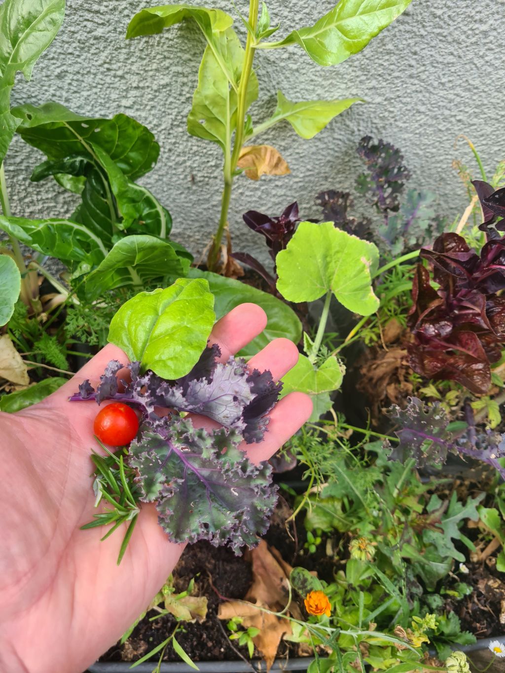 Dormer's edible garden at his rental home. Photo: Supplied